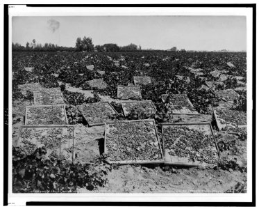 Raisin drying racks in a vineyard, at Fresno, Cal. LCCN98517535