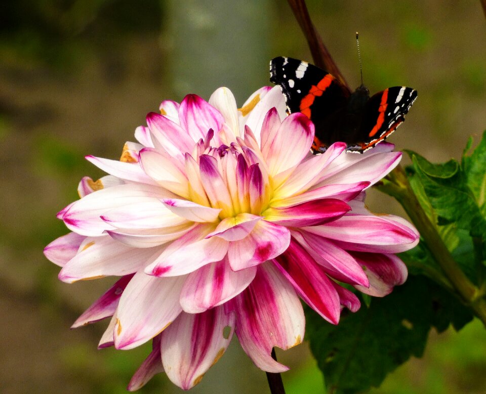 Garden autumn butterfly