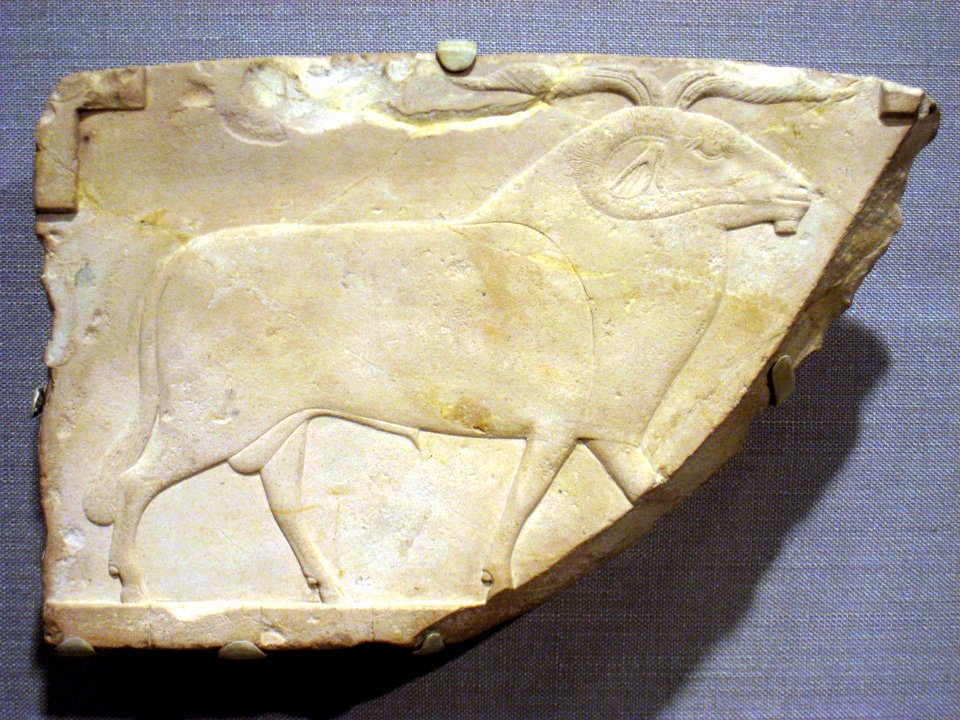 Ram, Egyptian Saite (663-525 BC), limestone relief - Worcester Art Museum - IMG 7540