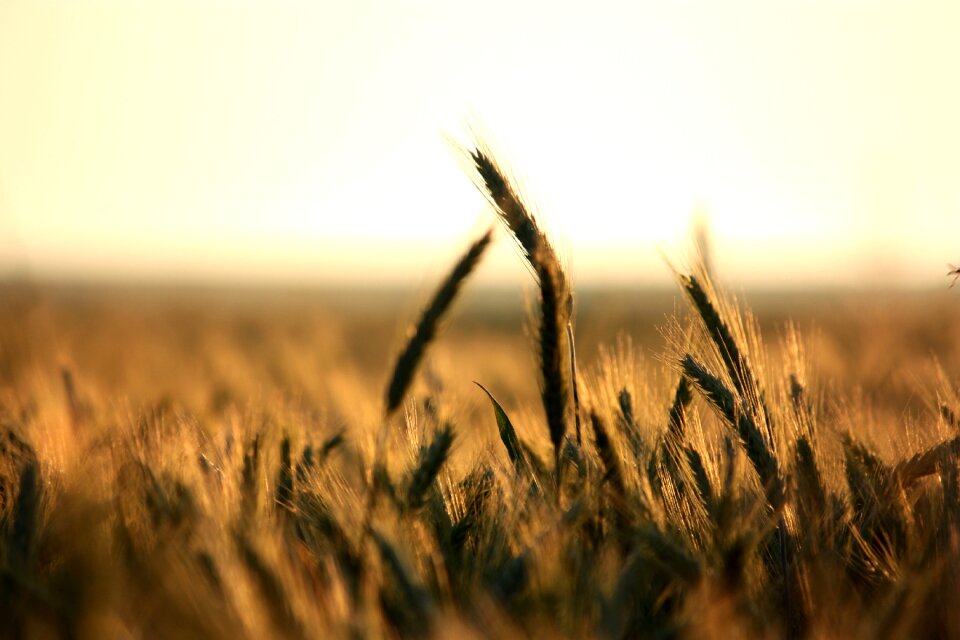 Sunset straw rodenäs