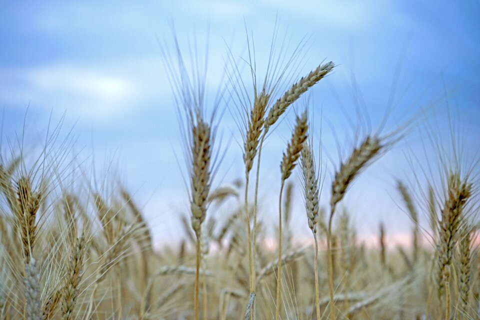 Crop straw field