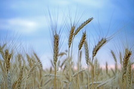 Crop straw field photo