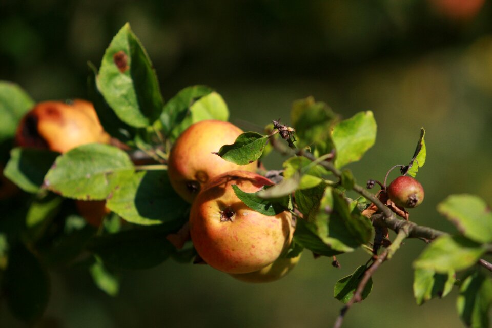 Ripe apple tree garden