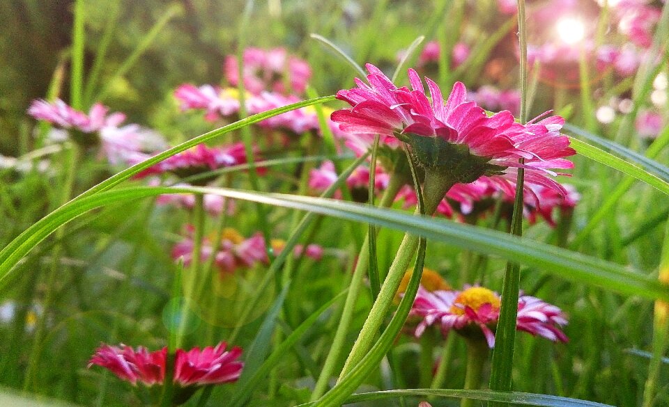 Sunny day bright flower