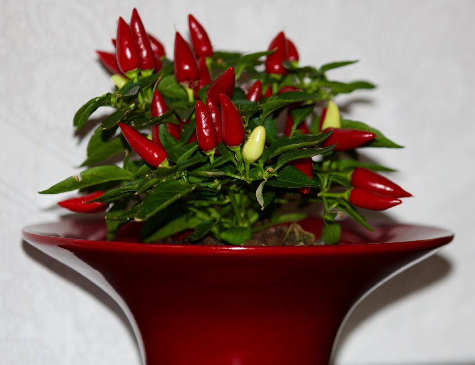 Plant red pepper paprika