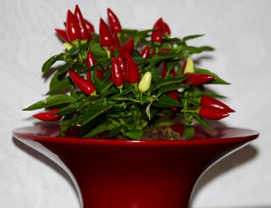 Plant red pepper paprika