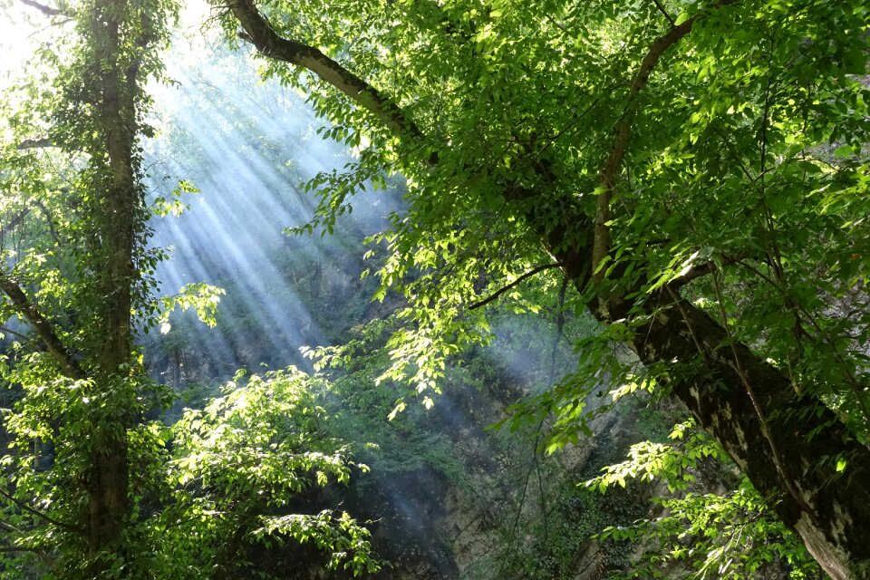 Tree landscape flora