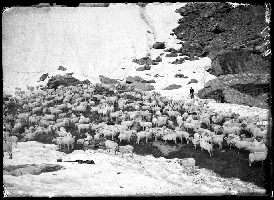 Ramat d'ovelles amb un pastor i un gos al fons al peu d'una glacera a la vall de Broto