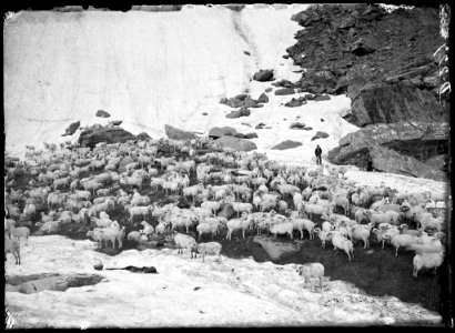 Ramat d'ovelles amb un pastor i un gos al fons al peu d'una glacera a la vall de Broto