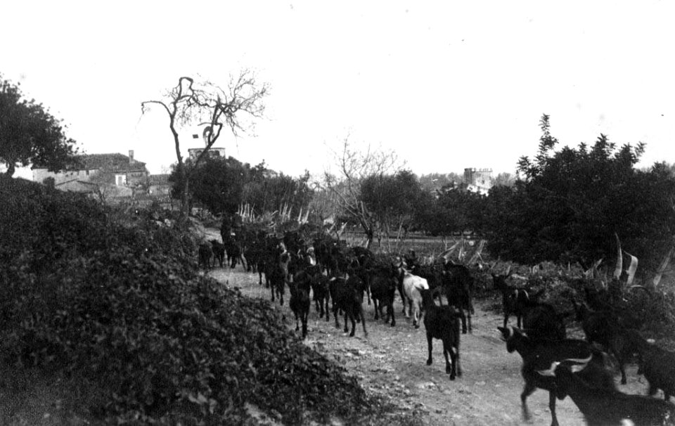 Ramat de cabres, al fons es veuen les torres de Cal Arnau i Cal Jubany de Castelldefels