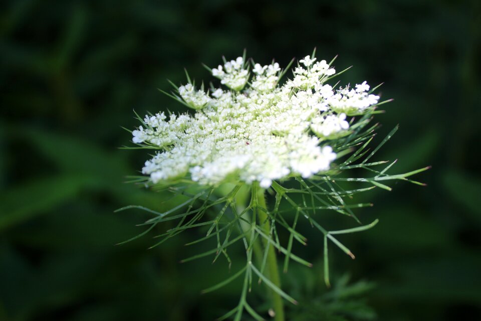 P white flowers white flower