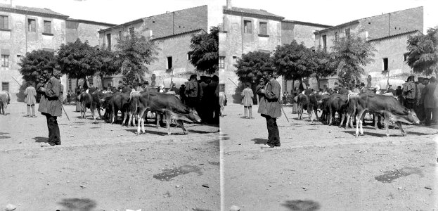 Ramat de vaques i gent en un carrer de Granollers