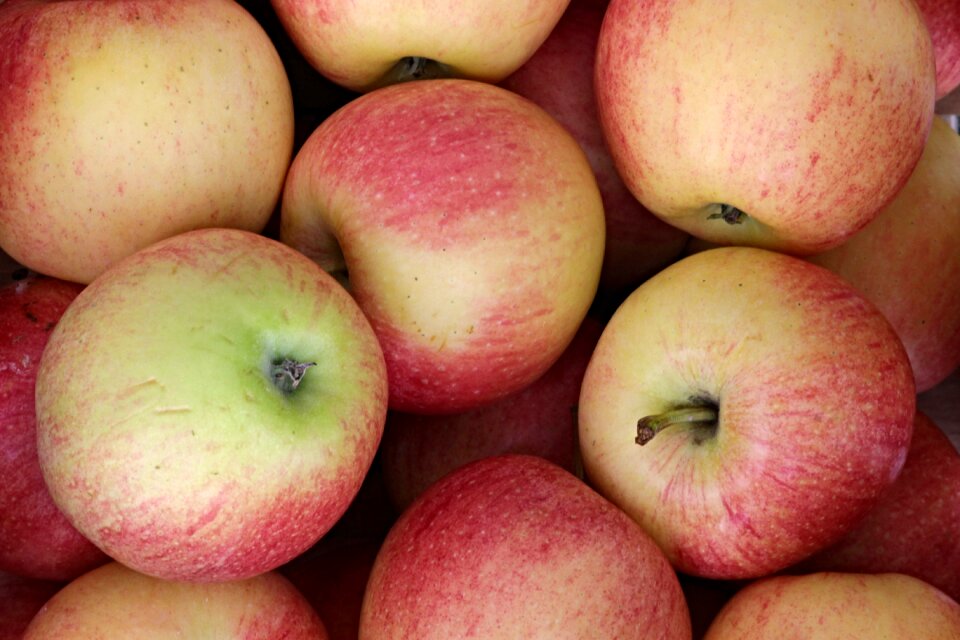 Autumn kernobstgewaechs fresh