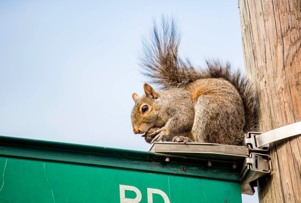 Outdoors nature squirrel