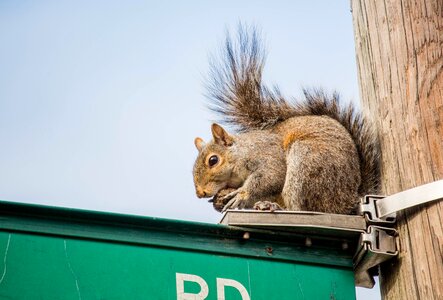 Outdoors nature squirrel
