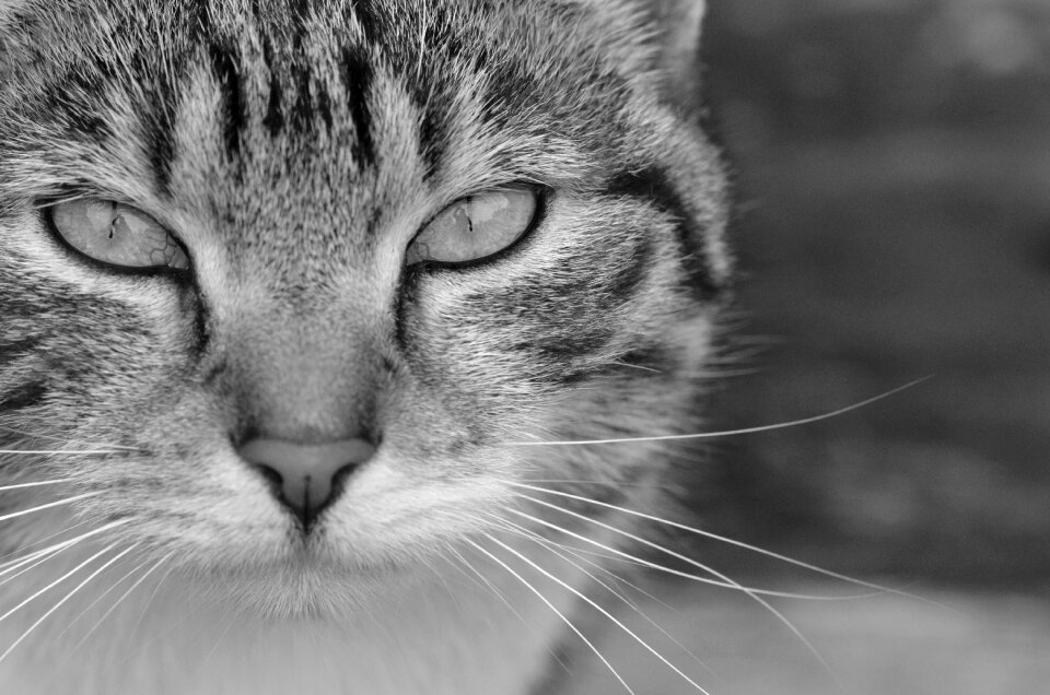 Pet feline portrait