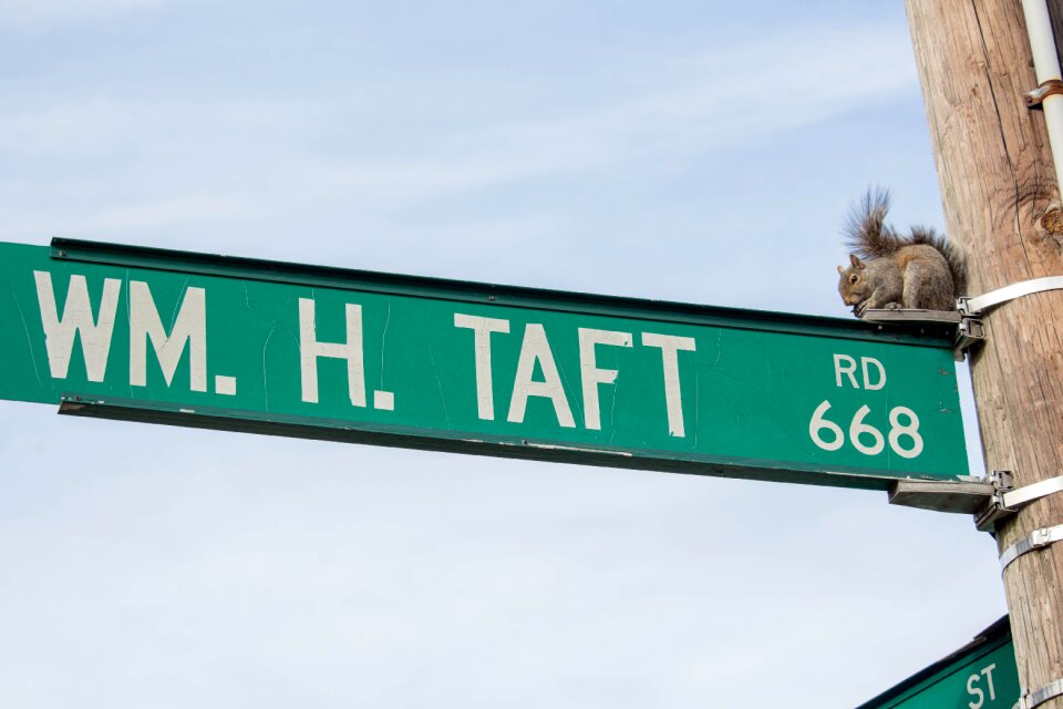 Signpost direction squirrel