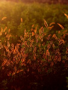 Camp sunset light