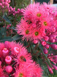 Flower gum tree pink