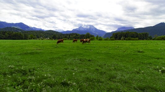 Landscape meadow mountains