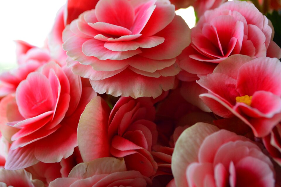 Pink flowers bouquet