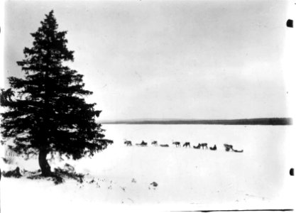 Raide. Reinsdyr med slede og pulker over vidda nær Kola, antatt 1900-10 - Norsk folkemuseum - NF.06725-016