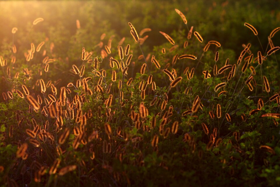 Camp plant beauty