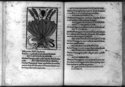 Plantain shown with snake and scorpion to indicate plant is antidote for their bites and stings; and surrounding text LCCN92516571