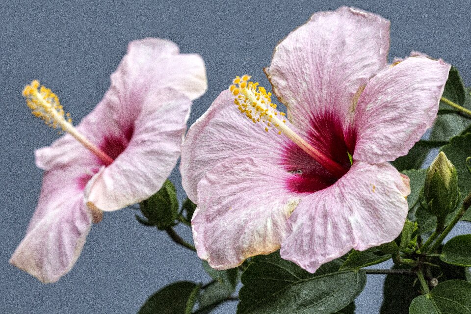 Nature garden petals