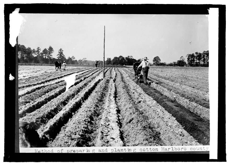 Planting cotton LCCN2016821720