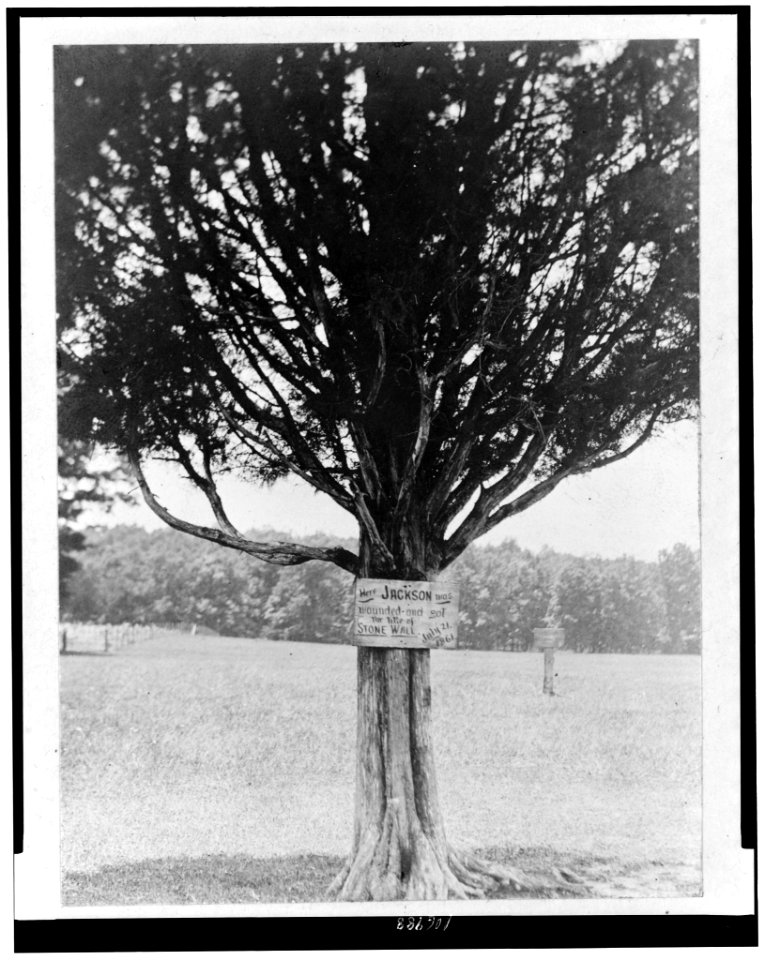 Plaque attached to tree Here Jackson was wounded and got the title of Stone Wall, July 21, 1861 LCCN96520663