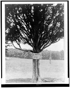 Plaque attached to tree Here Jackson was wounded and got the title of Stone Wall, July 21, 1861 LCCN96520663