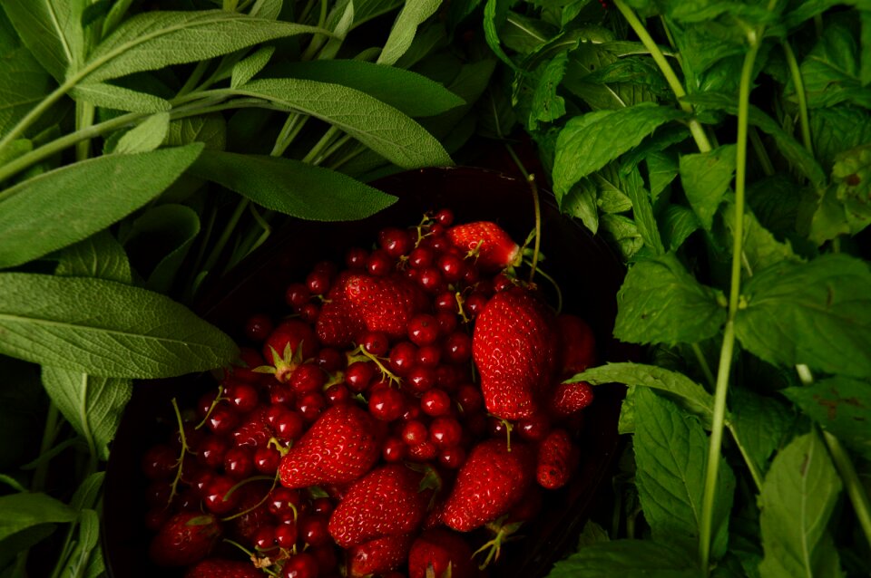 Strawberry sage mint