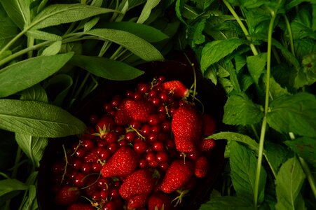 Strawberry sage mint