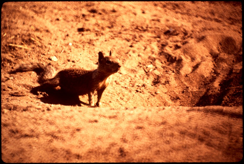 PLANES (USED BY CALIFORNIA FARM COMMISSION) DROP POISONED GRAIN ON ACTIVE SQUIRREL COLONIES IN ORDER - NARA - 542630