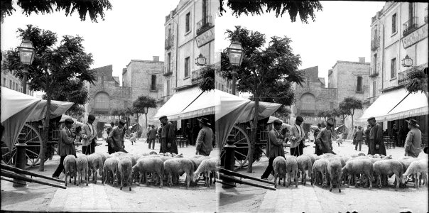 Ramat d'ovelles i gent en un carrer de l'Ametlla del Vallès