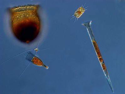 Planktonic protists photo