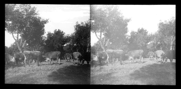 Ramat de vaques d'Altarriba