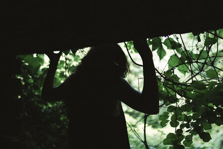 Shadow green leaves photo