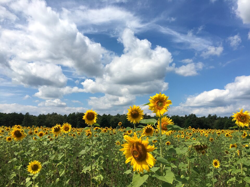 Yellow summer bloom