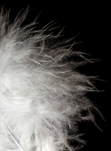 Snowflake white down