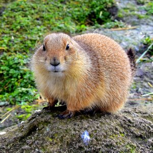 Nature wildlife prairie dog