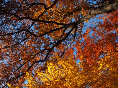 Color leaves golden autumn