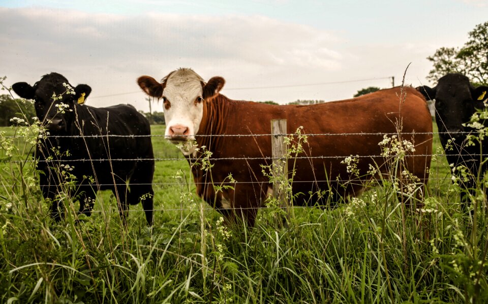 Farm animal mammal photo