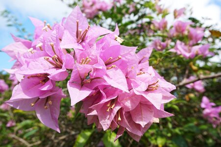 Garden flora pink