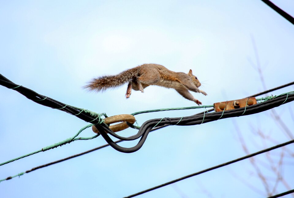 Tail squirrel wildlife