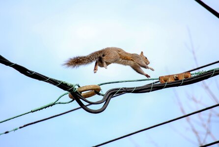 Tail squirrel wildlife