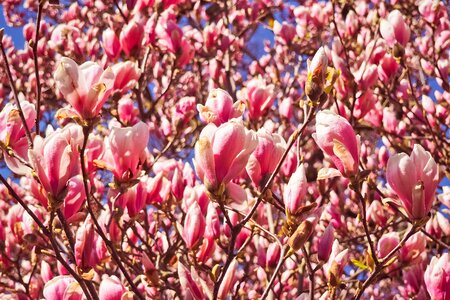 Bright season magnolia photo