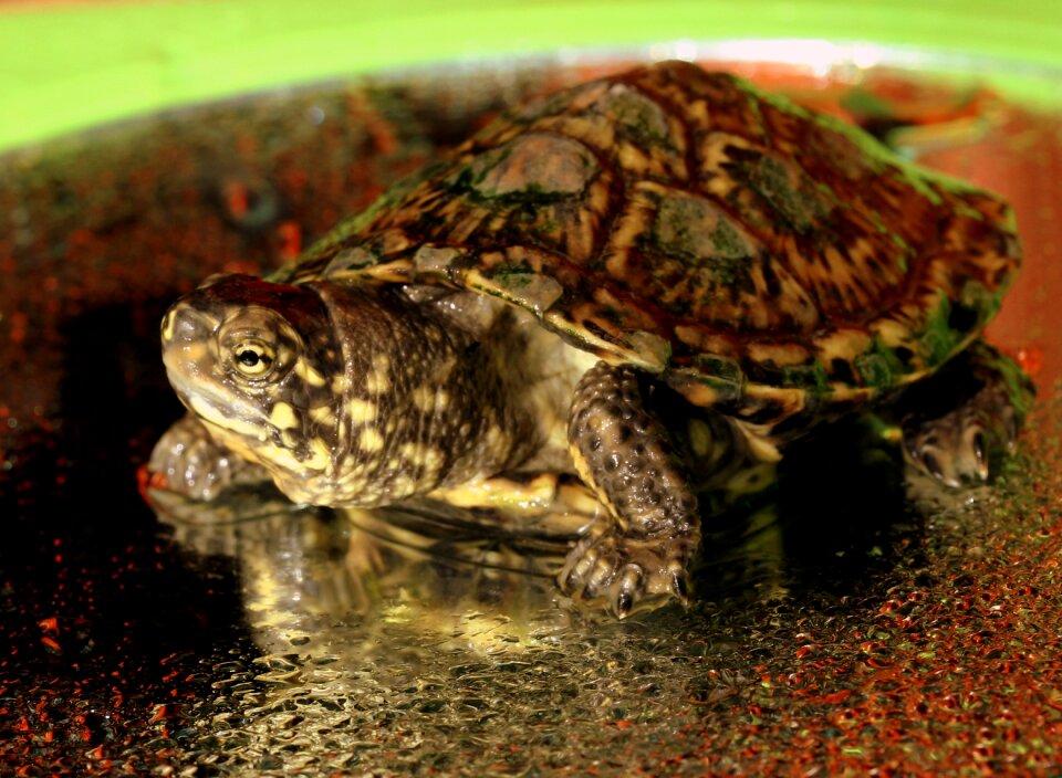 Turtle little reptile