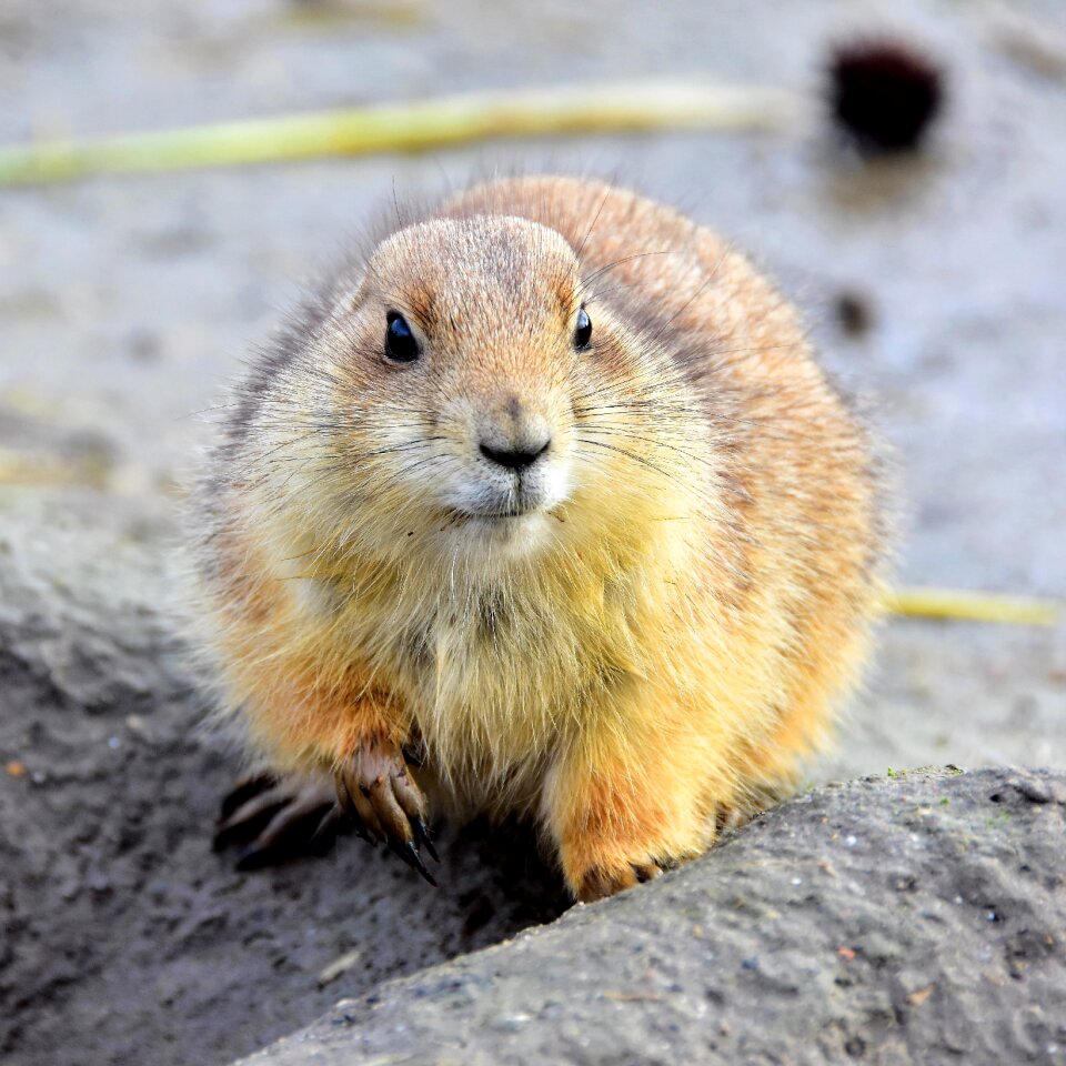 Prairie dog wildlife animal kingdom